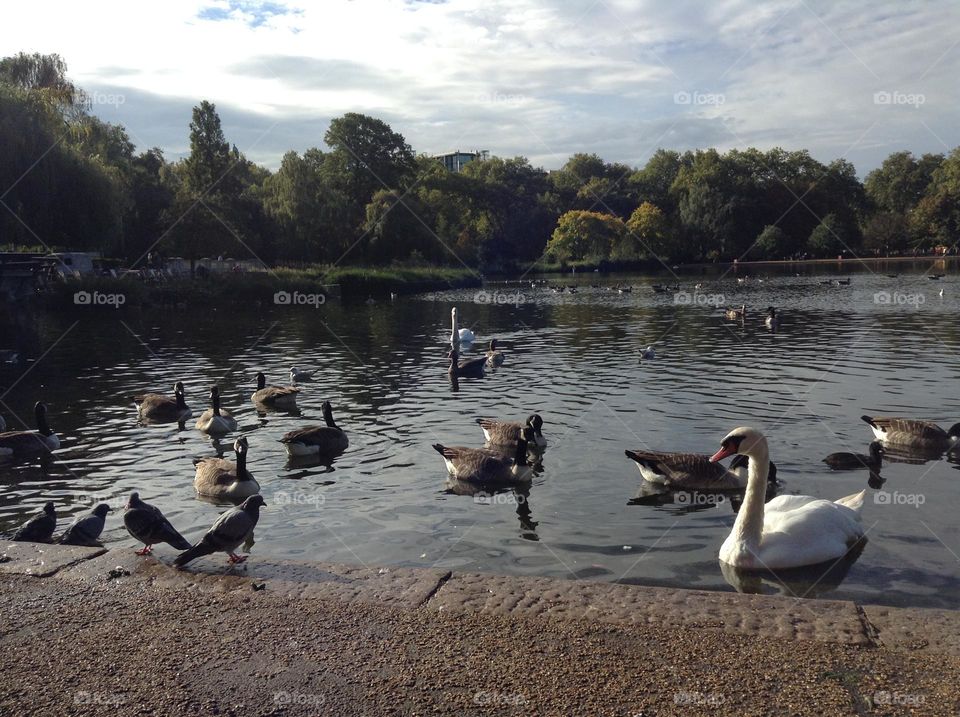 Swans, doves and ducks are swimming at Hyde park in London 