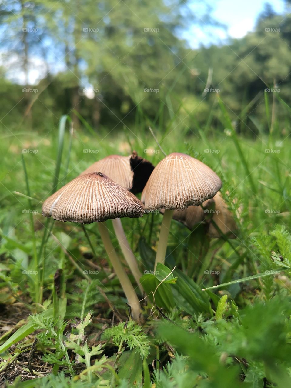 Three little Mushrooms
