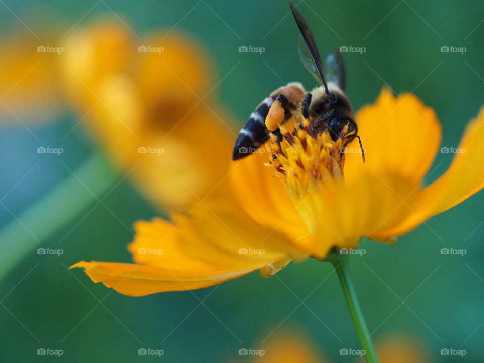 Yellow bee and its yellow food