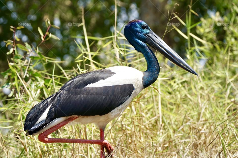 Jabiru or Black neck stork