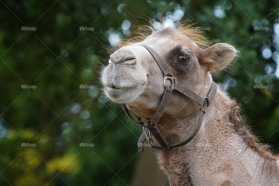 dromedary with beautiful eyes