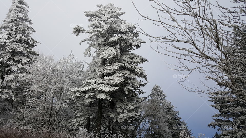 Early but already deep winter in the Great Smokeys. Snow weighing down the proud evergreens.