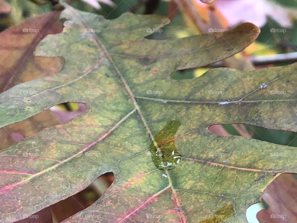White oak tree leaf