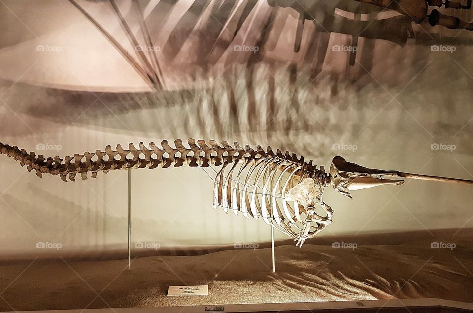 Grigore Antipa Museum in Bucharest