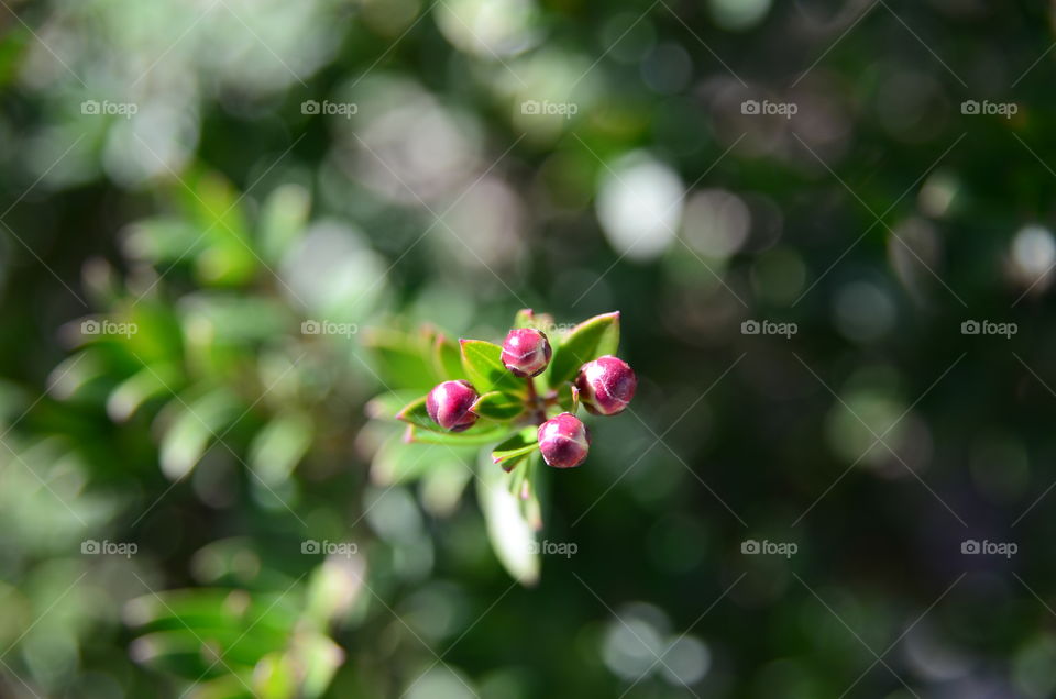 Native plant 