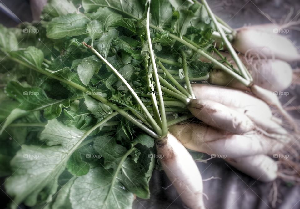 fresh green. grown fresh