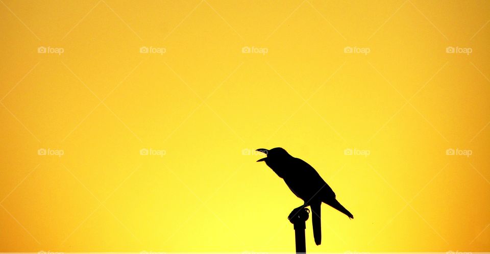 Silhouette of Crow at sunrise