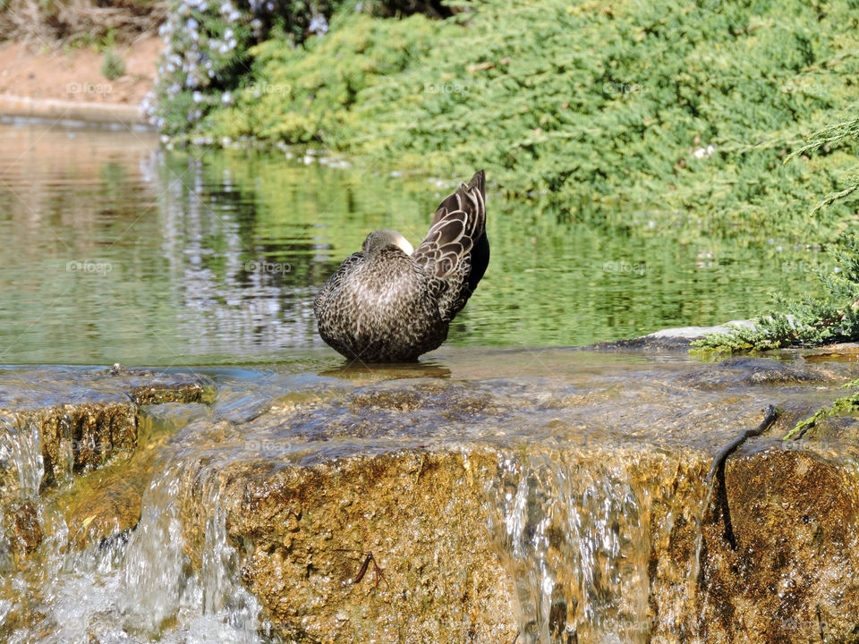 Living Sculpture. Duck taking a bath at Chinese Gardens, Cowra,NSW, Australia