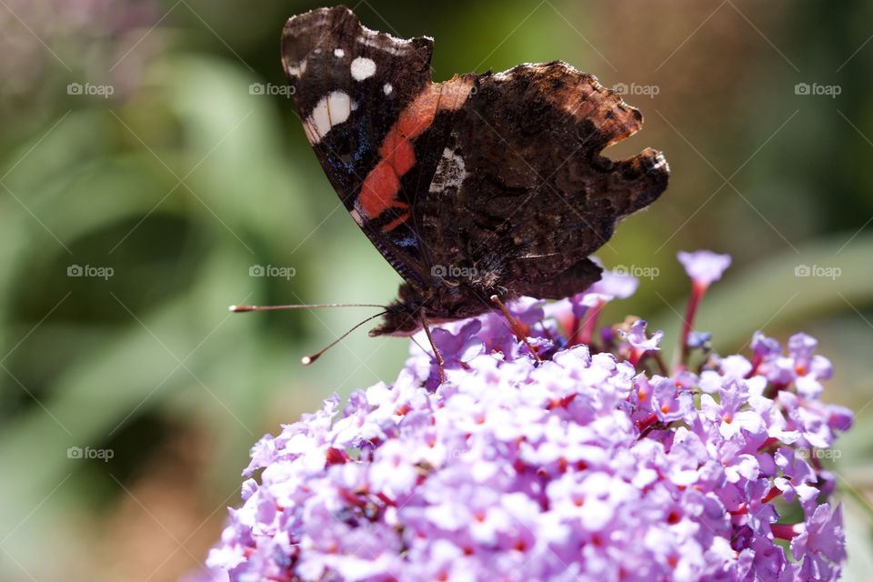 Butterfly On Flower