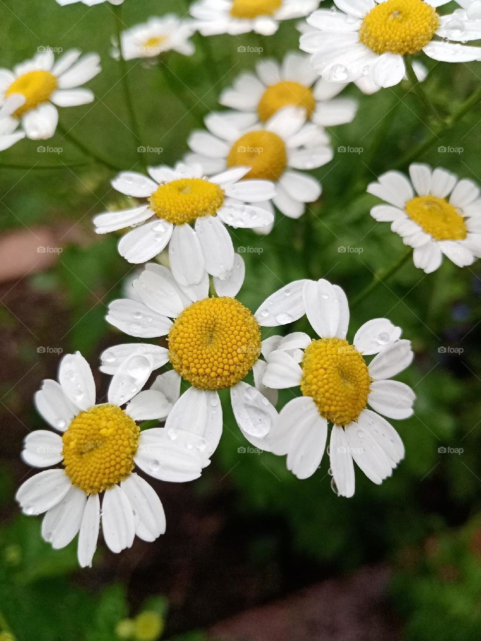 Daisies in the field