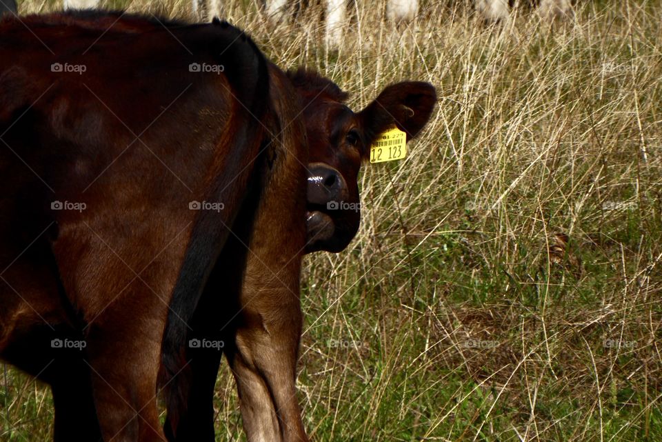 Calf 