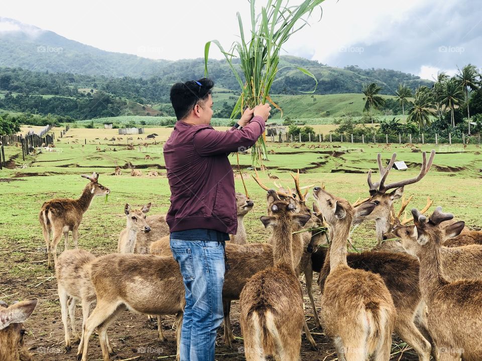My hubby is feeding the hungry deers at the farm..🦌