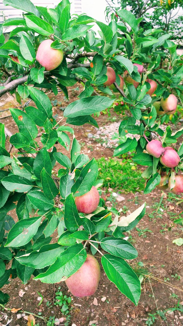 summer apples