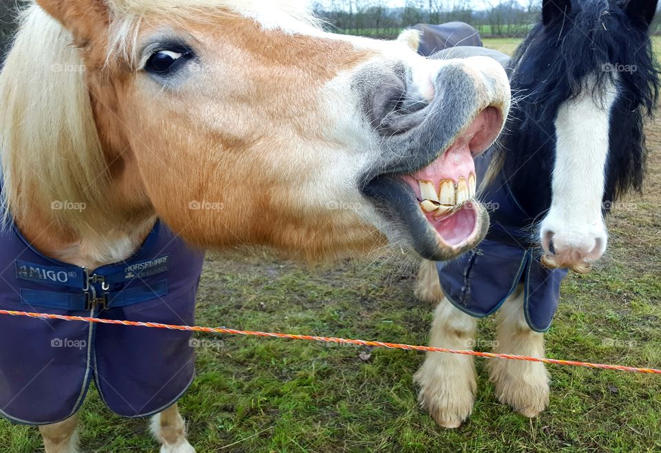 Grinning Horse