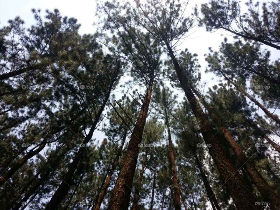 trees 🌳