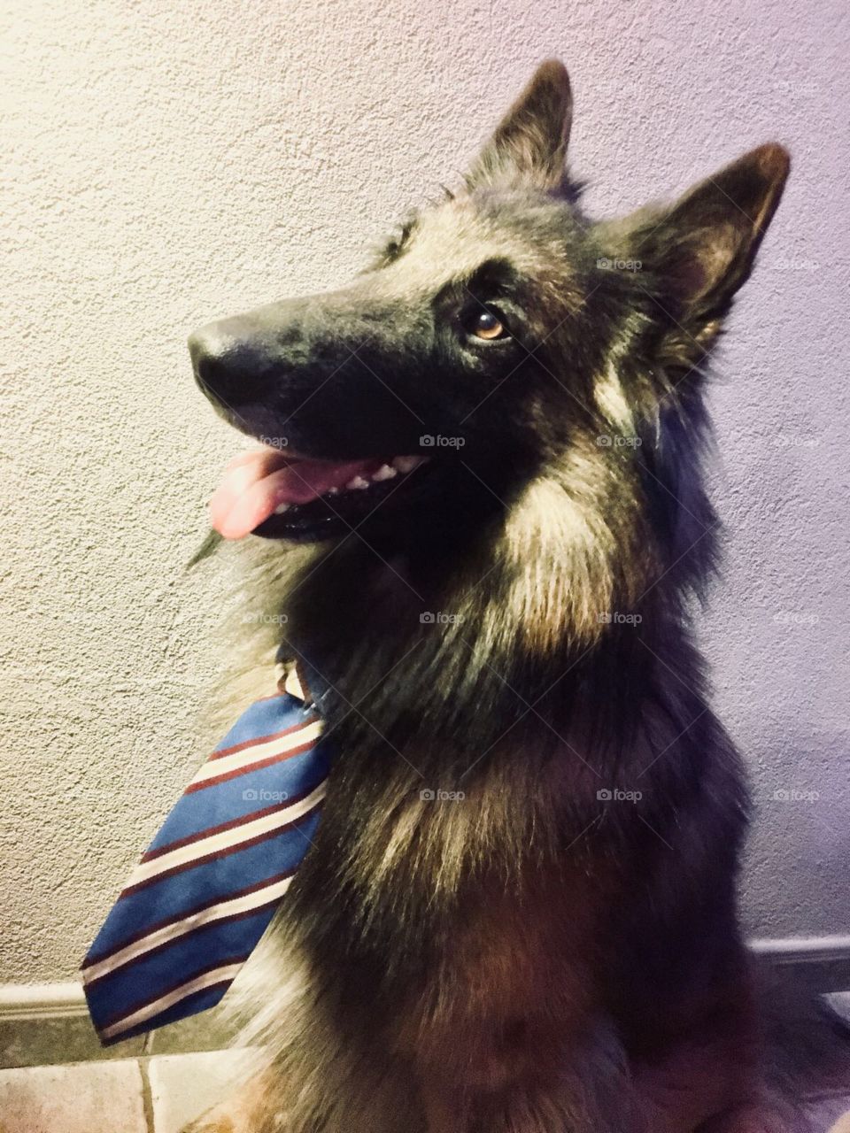Max the dog in a blue tie 