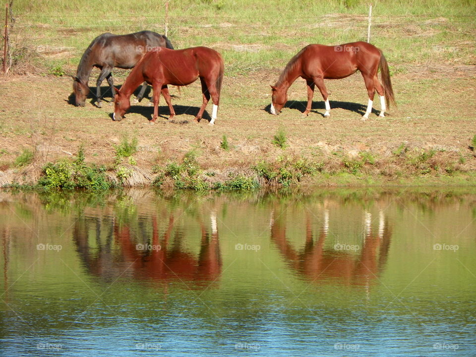 Horses by the pond
