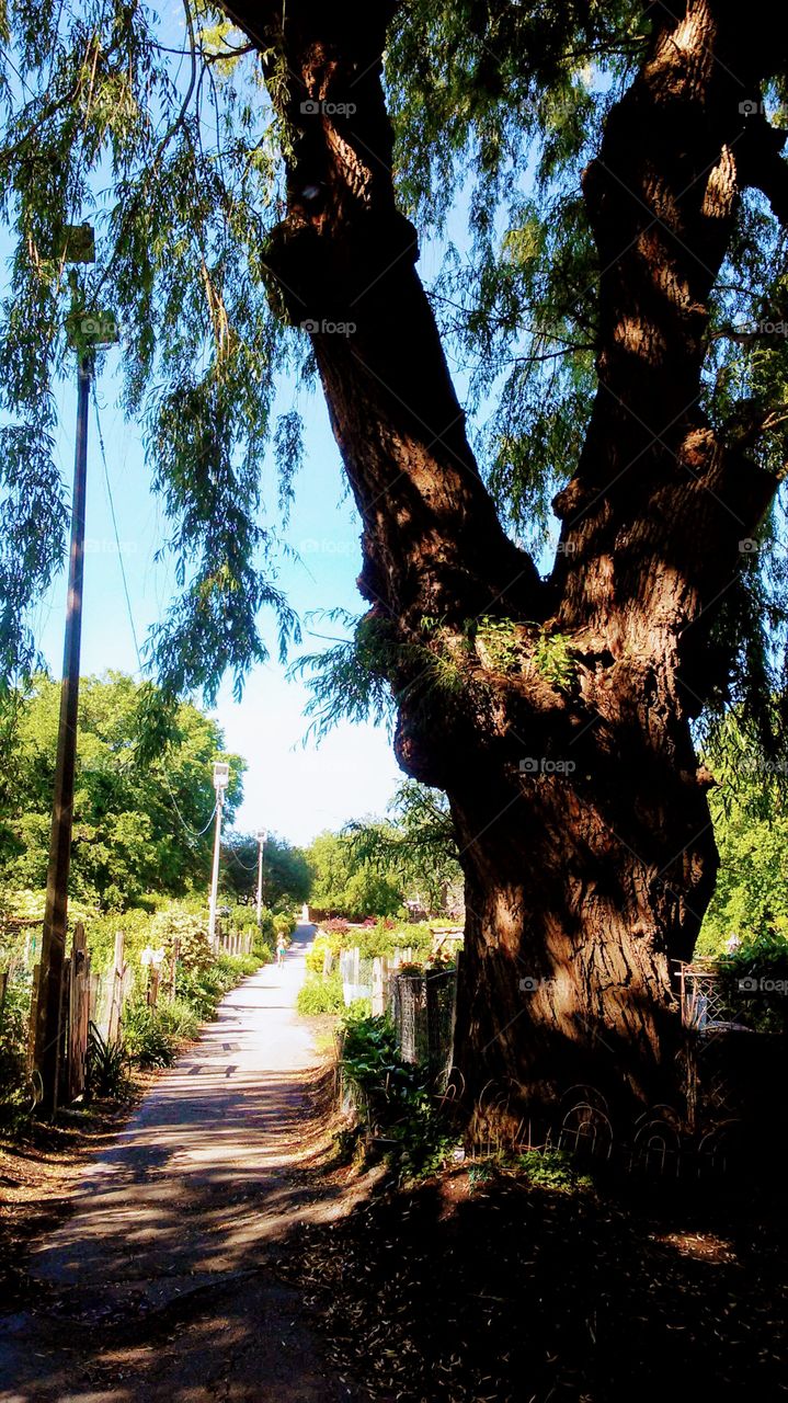 summer. trees. light.