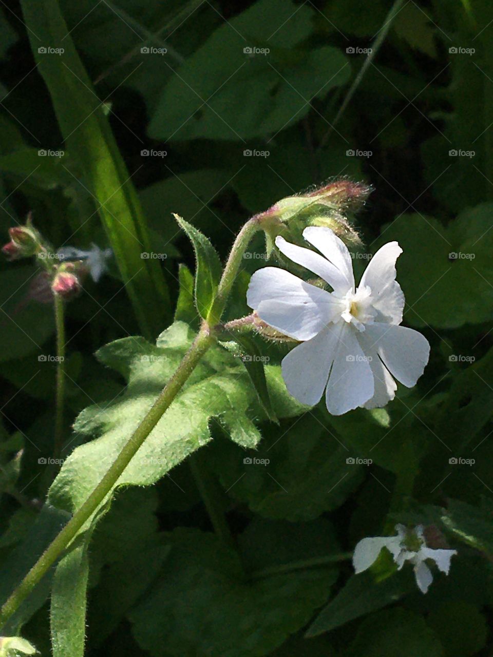 Wild white flower in meadow 