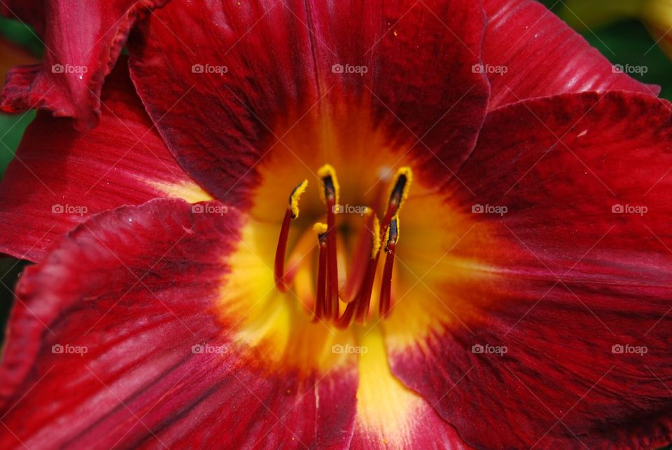 Red day lily flower