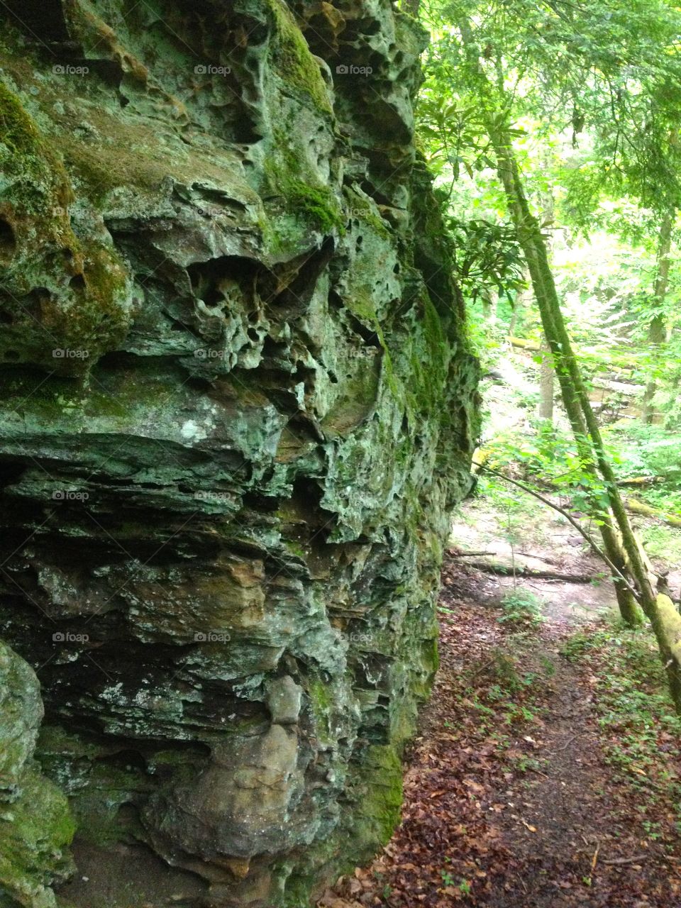 Tree, Wood, Bark, Nature, No Person