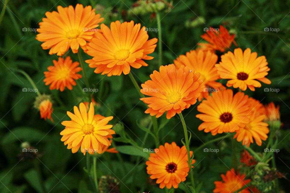 Beautiful orange calendula officinalis on stem 