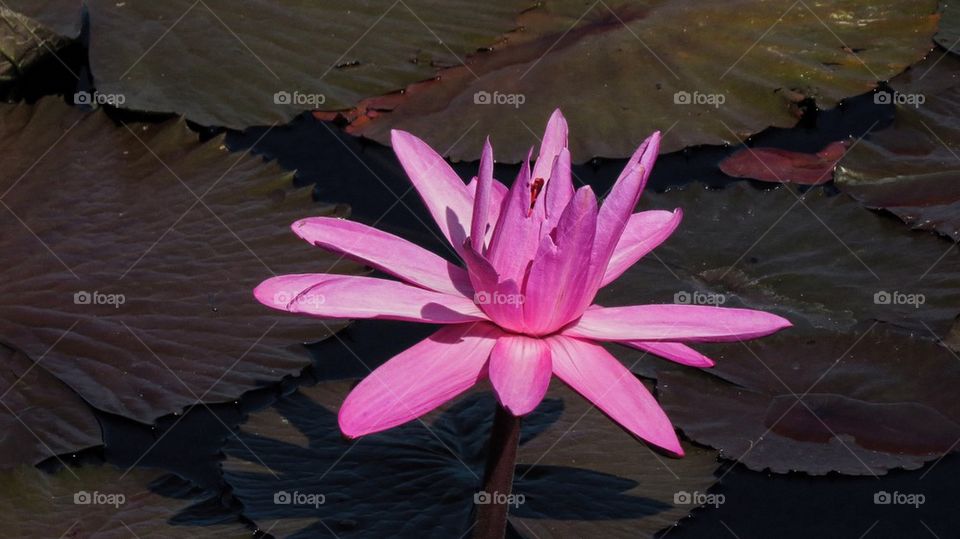 Water Lily 3