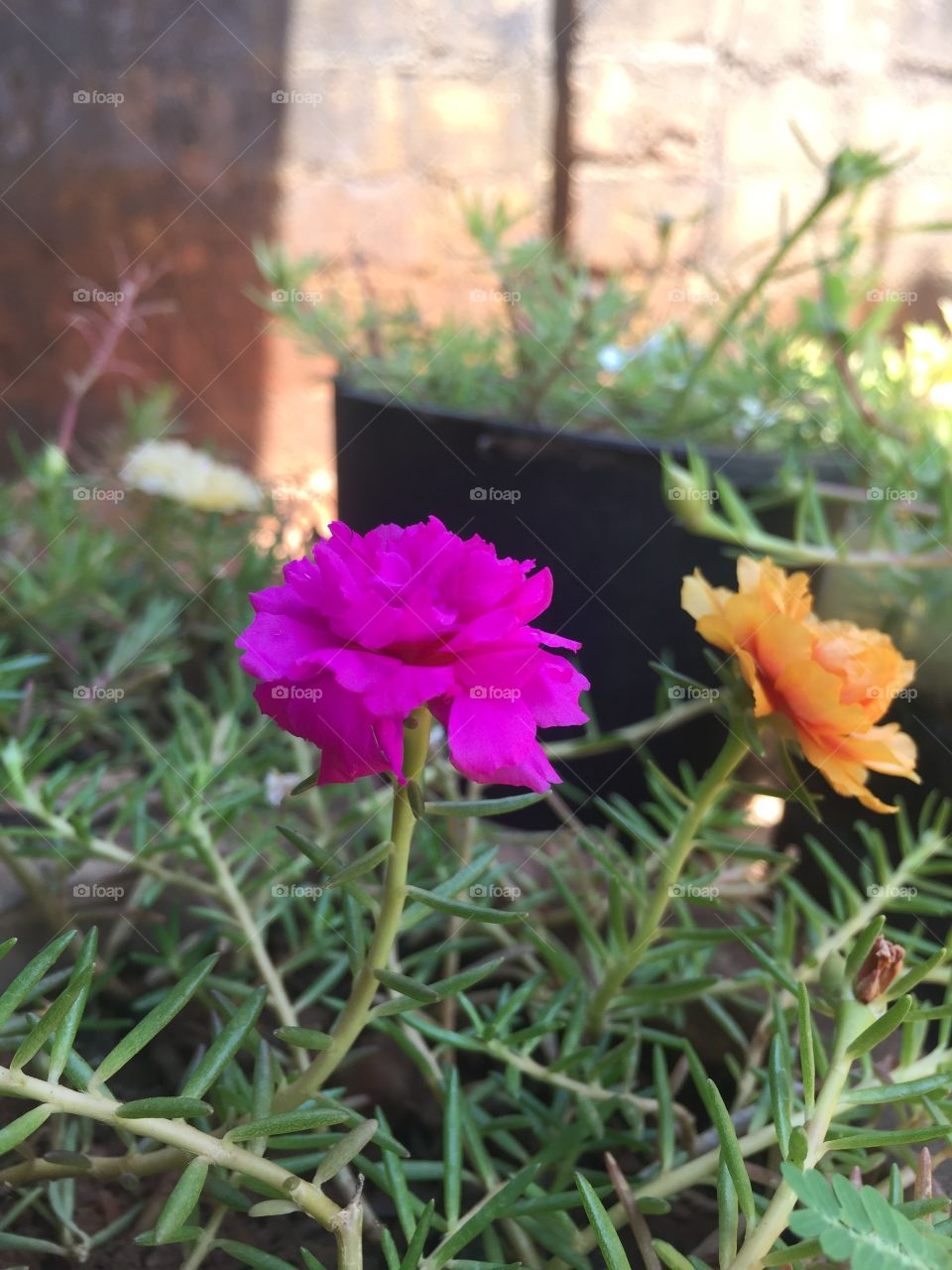 Flowers,srilankan famous flowers,use for decoration 