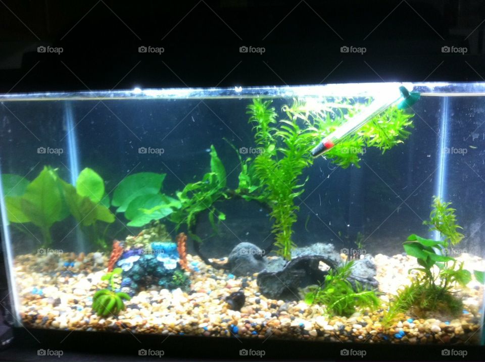 Fish tank. Lightly planted 10 gallon aquarium 