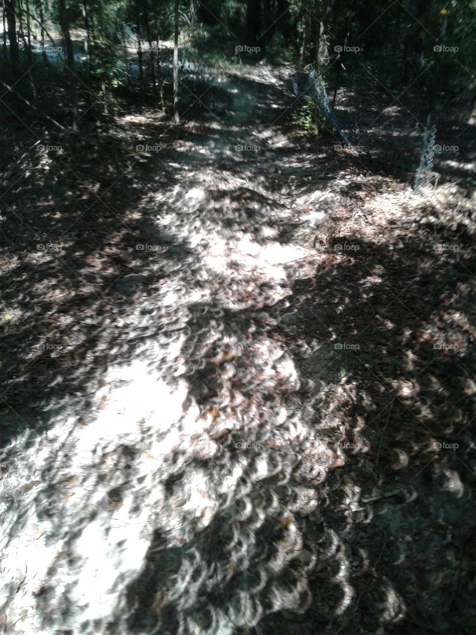 forest shadows