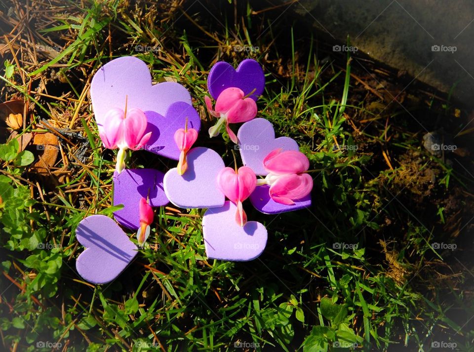 Bleeding Hearts