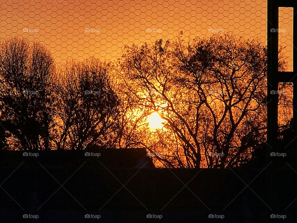Orange Sunset leaveless Trees 