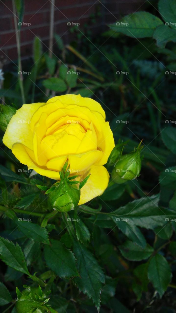 Flower, Nature, Leaf, Flora, Garden