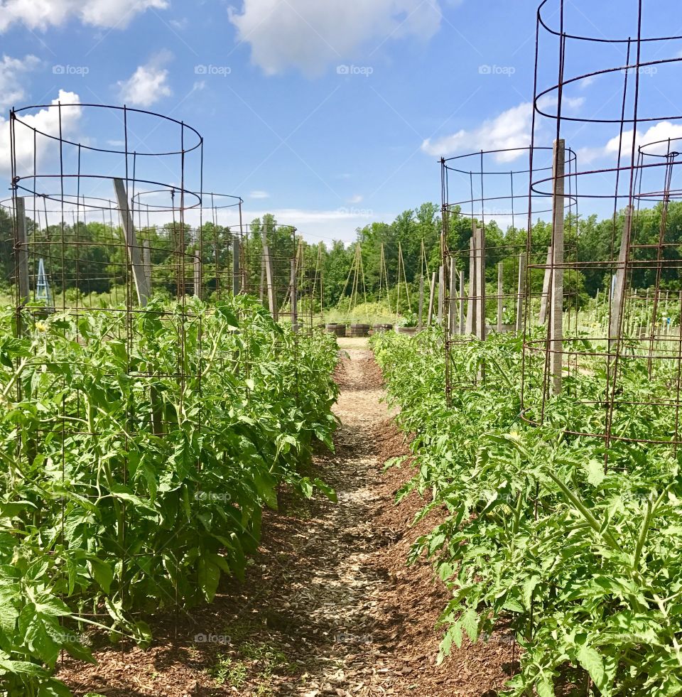 Garden of greens