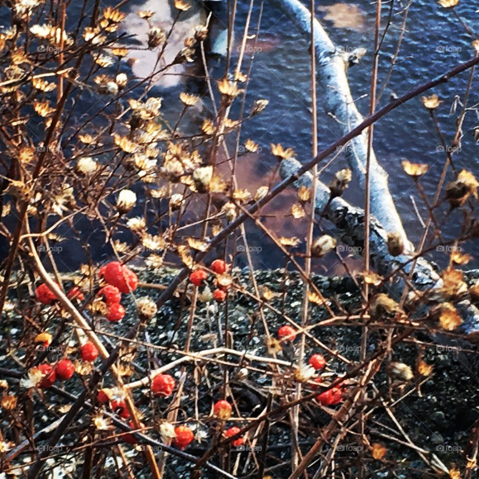 Season, Tree, Branch, Winter, Fall