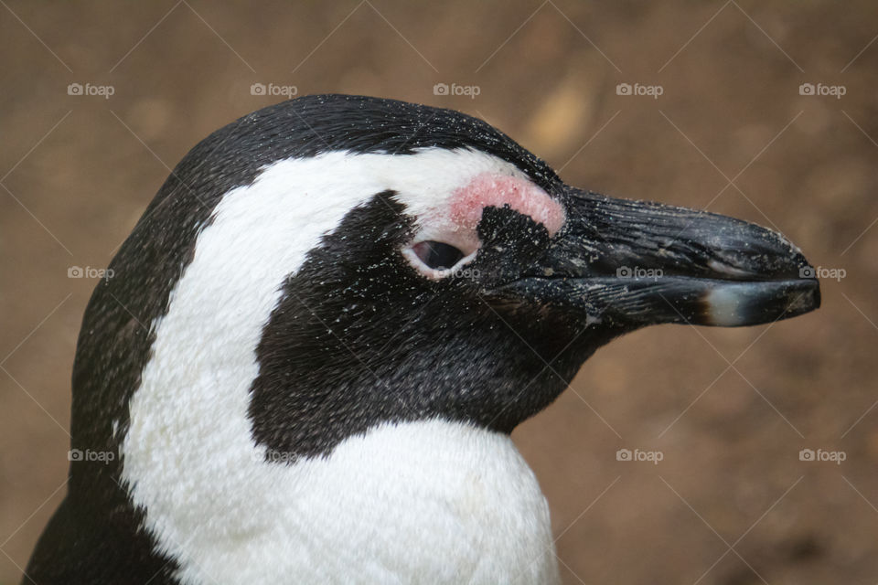 Closeup profile of an African penguin - also known as a jackass penguin taken at Boulders Beach in South Africa