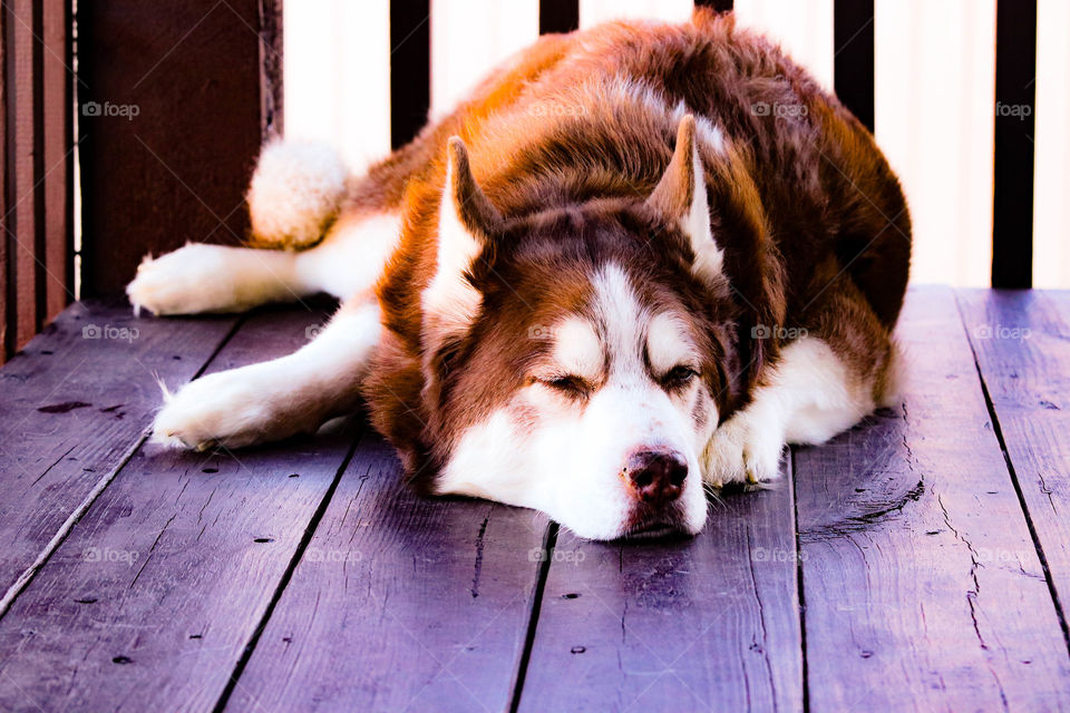 sleeping husky