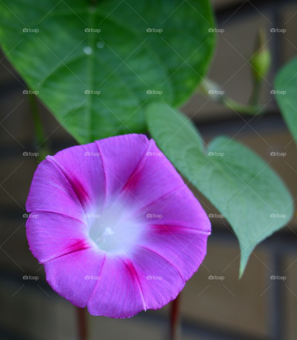 pink flower