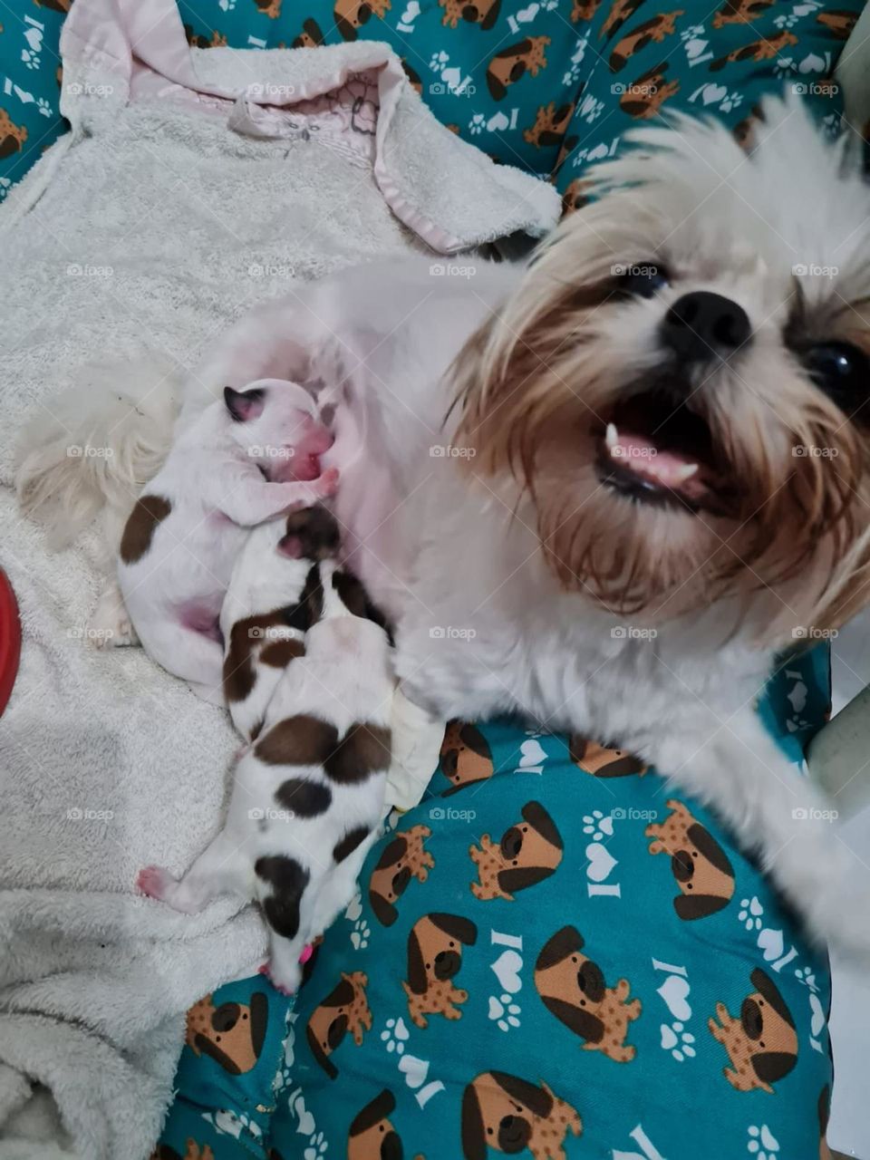 mantis and teu babys