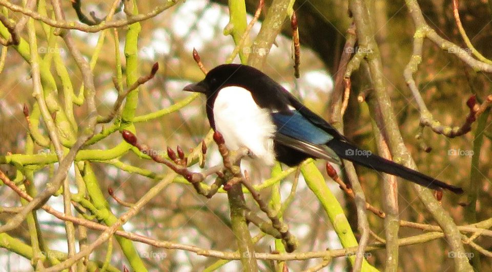 magpie