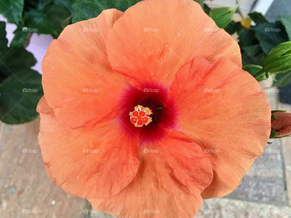 Flower in coral color and circular shape