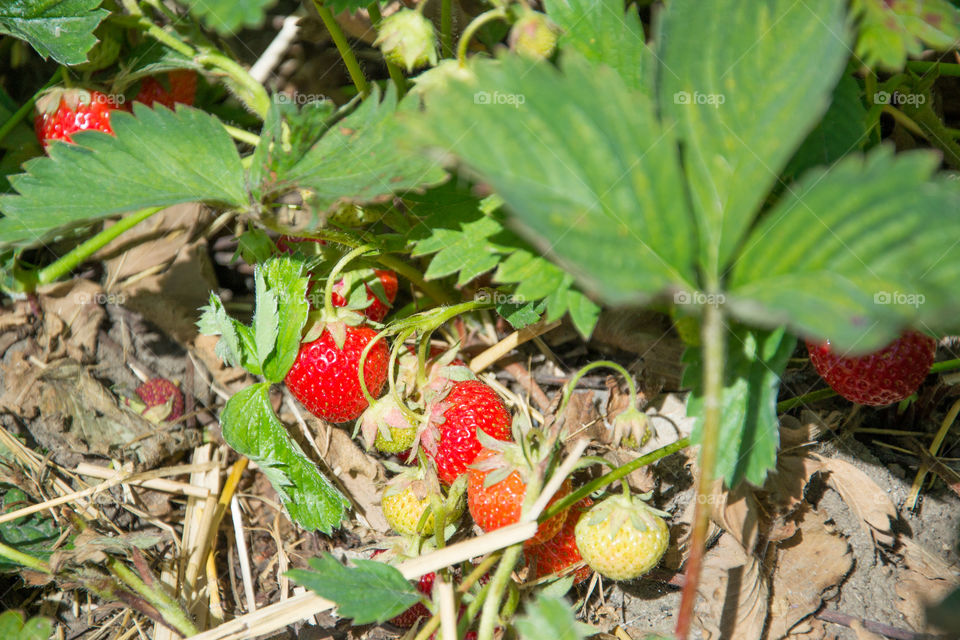 Strawberries on a self-picking fields in Sweden.