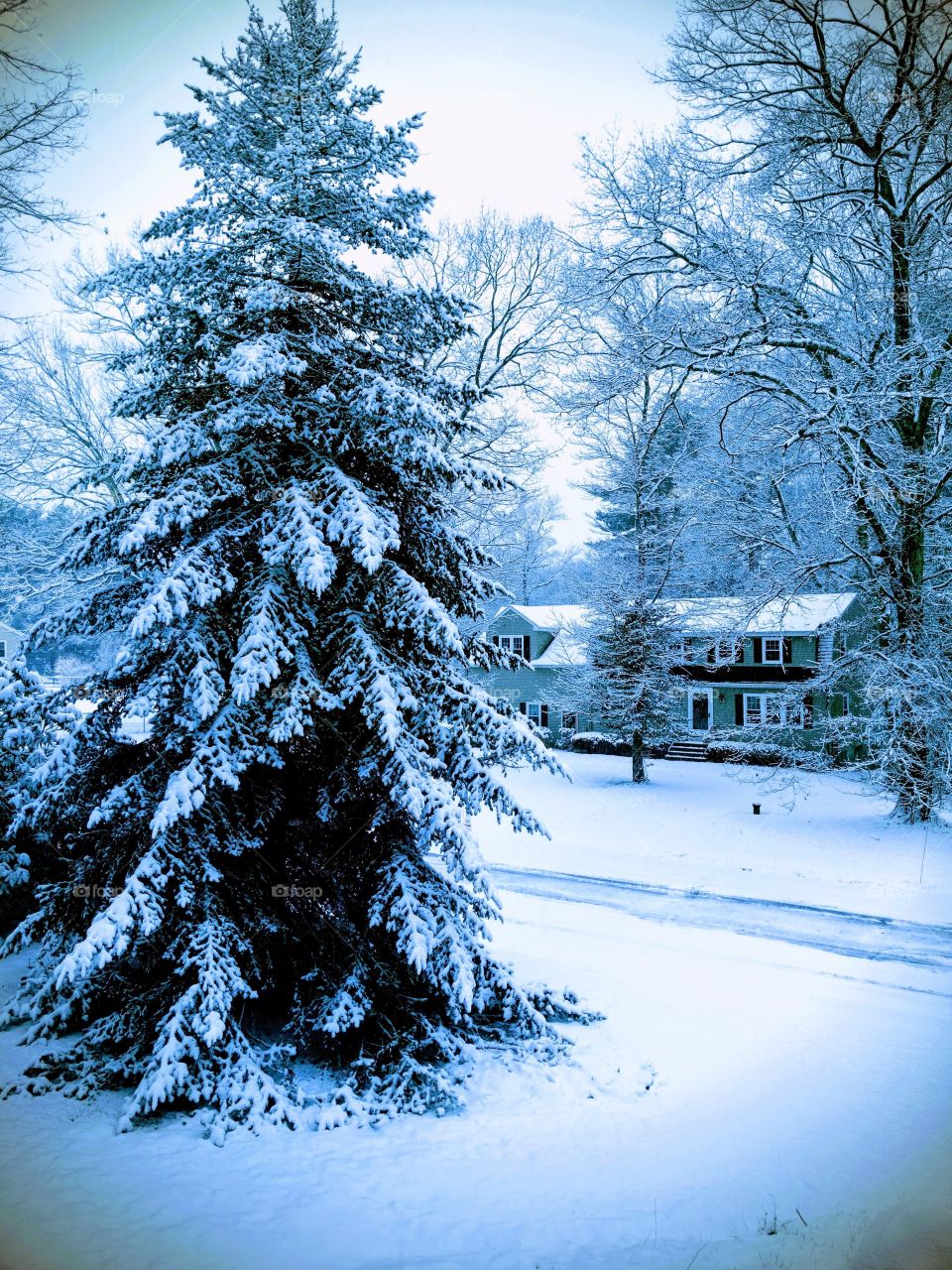 Winter landscape scene depicts a residential neighborhood in a suburban town of Massachusetts with snowcovered trees, ground and roof. 
