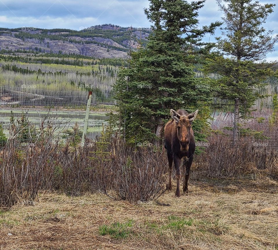 Moose looking for spring time snacks