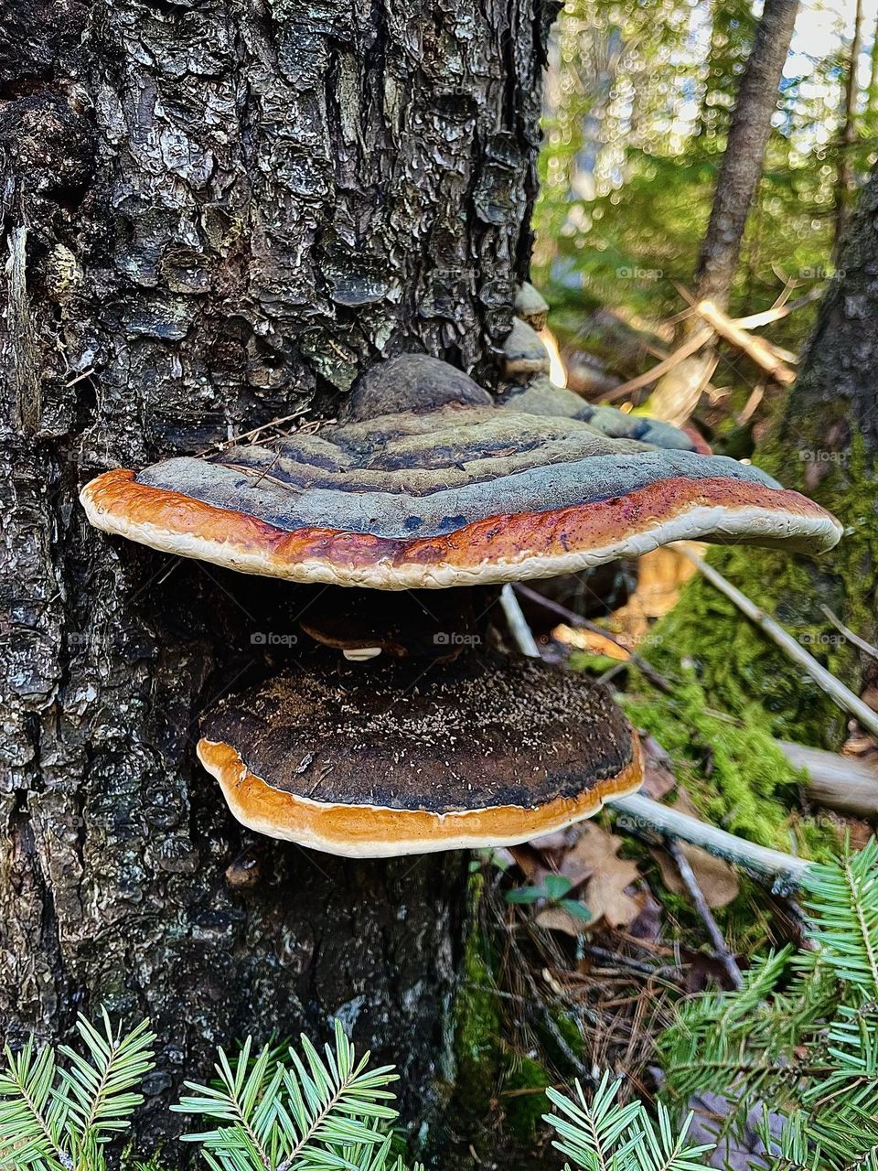 “Tree Accessories”.   A hike in the woods reveal mushrooms growing along the side of a tree.