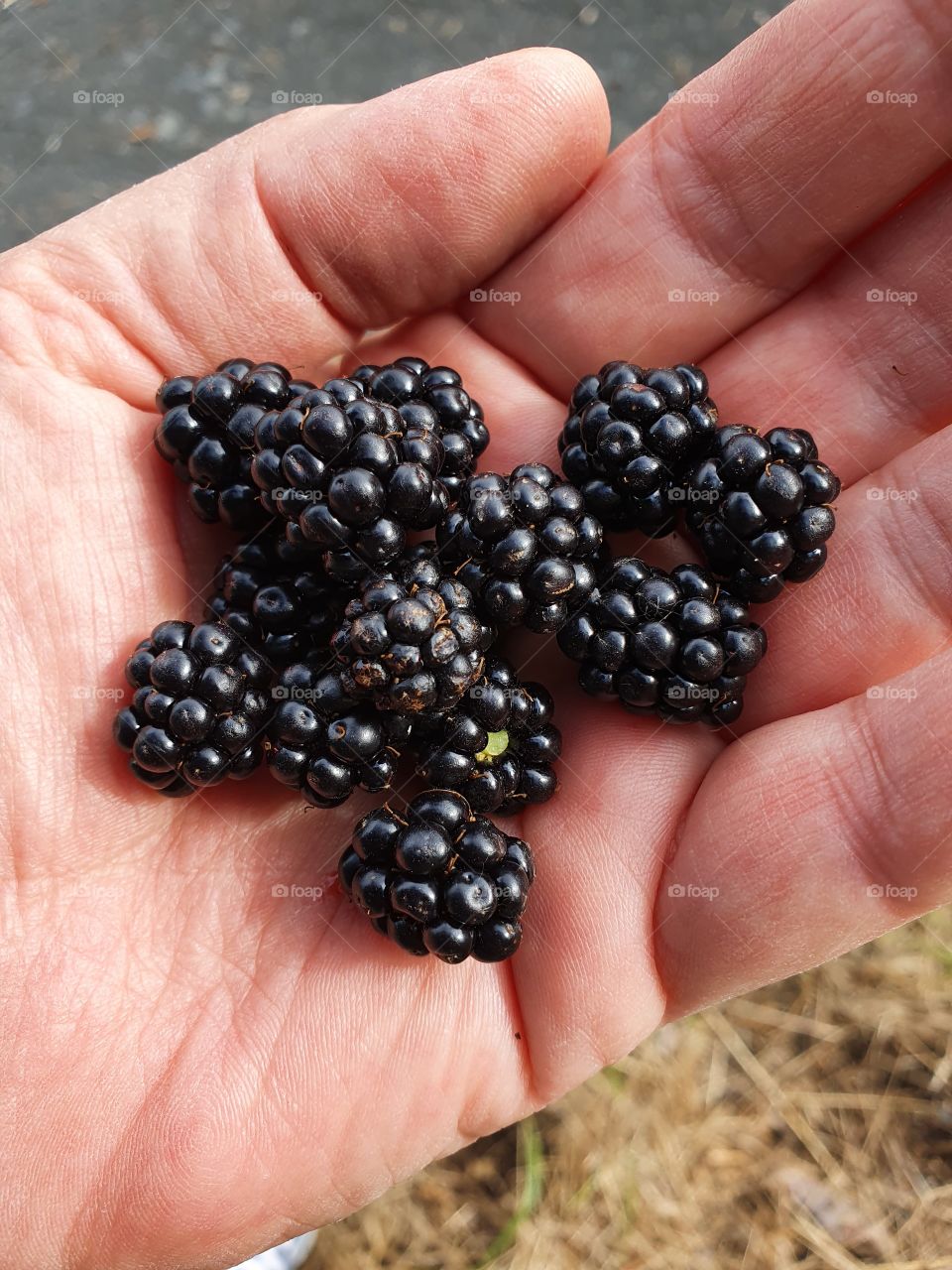 Blackberries in my hand