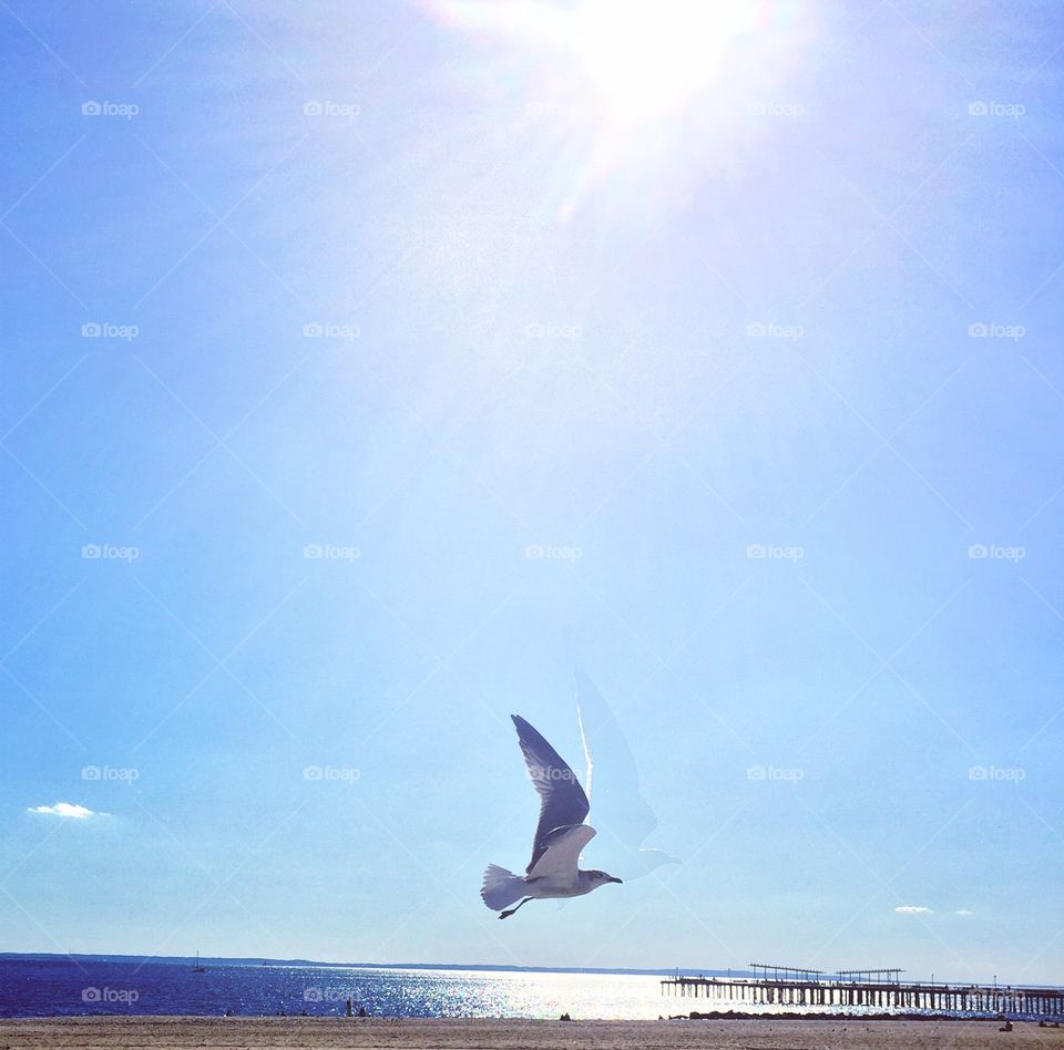 Seagull flying on Coney Island beach in a sunny day with blue sky