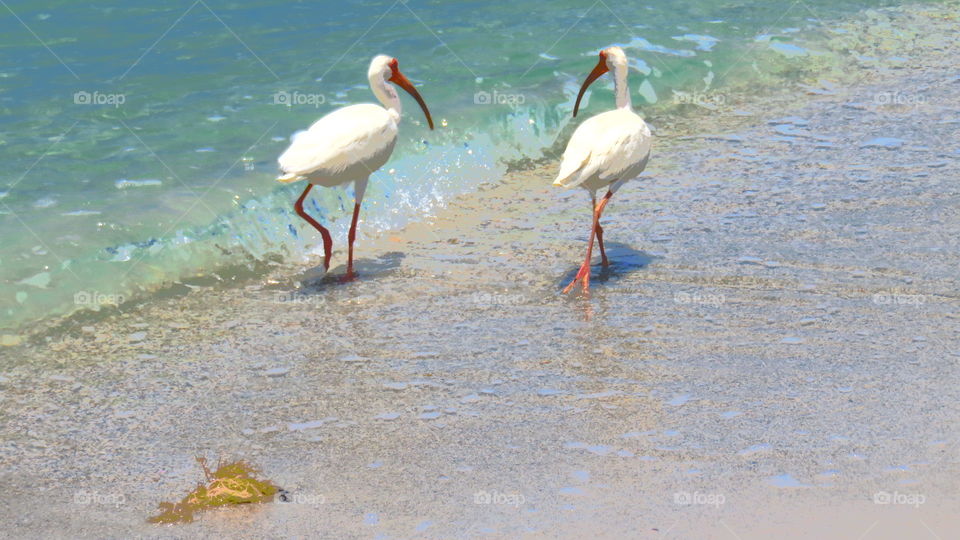 Ibis at Cayo Costa