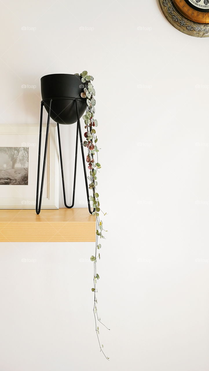 Coropegia Wooda plant