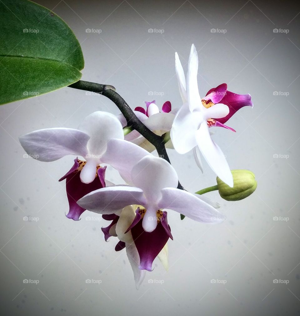 Flower, Orchids, Tropical, No Person, Nature